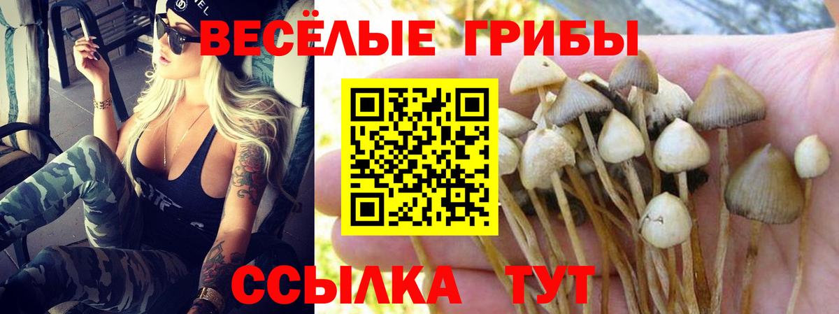 Псилоцибиновые грибы прущие грибы Славянск-на-Кубани